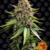 White Widow XXL autoblomstrende skunkfrø fra Barneys Farm