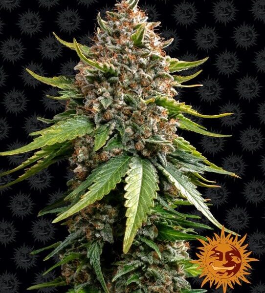 White Widow XXL autoblomstrende skunkfrø fra Barneys Farm