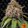 White Widow XXL feminiserede skunkfrø fra Barneys Farm