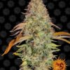 Zkittlez OG autoblomstrende skunkfrø fra Barneys Farm