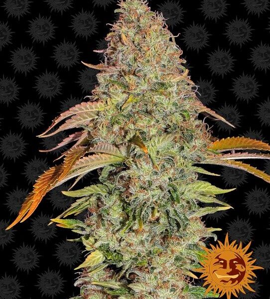 Zkittlez OG autoblomstrende skunkfrø fra Barneys Farm