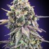 Purple Punch feminiserede cannabisfrø fra 00 Seeds