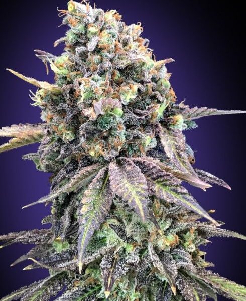 Purple Punch feminiserede cannabisfrø fra 00 Seeds