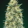 White Widow autoblomstrende cannabisfrø fra 00 Seeds