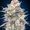 Blue Dream feminiserede skunkfrø fra 00 Seeds
