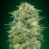 White Widow CBD feminiserede skunkfrø fra 00 Seeds