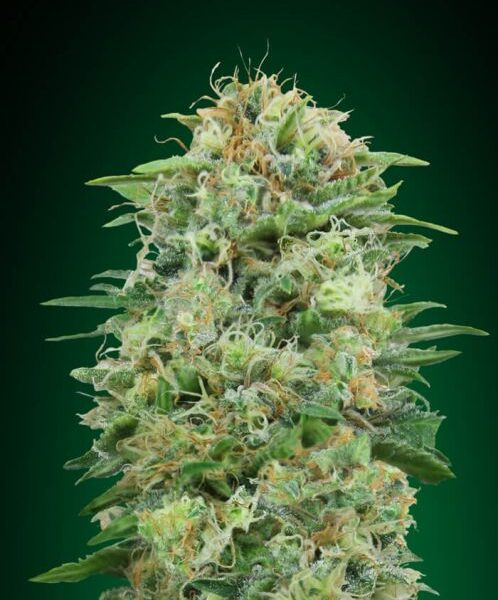 White Widow CBD feminiserede skunkfrø fra 00 Seeds