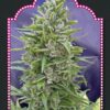Automatik Mix auto feminiserede cannabisfrø fra 00 Seeds
