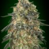 Gorilla feminiserede cannabisfrø fra 00 Seeds med høj THC
