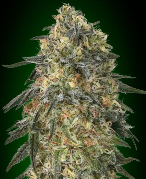 Gorilla feminiserede cannabisfrø fra 00 Seeds med høj THC