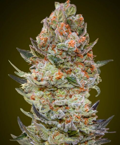 Sweet Critical CBD feminiserede skunkfrø fra 00 Seeds