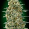 Gorilla hurtigblomstrende cannabisfrø fra 00 Seeds