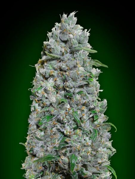 Afghan Mass XXL autoblomstrende cannabisfrø fra 00 Seeds