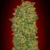 Chocolate Kush feminiserede skunkfrø fra 00 Seeds med krydret chokoladesmag