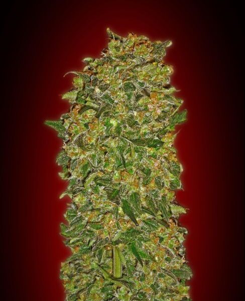 Chocolate Kush feminiserede skunkfrø fra 00 Seeds med krydret chokoladesmag