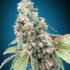 Harlequin CBD feminiserede cannabisfrø fra 00 Seeds