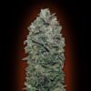 Sweet Soma feminiserede skunkfrø fra 00 Seeds med tropisk aroma