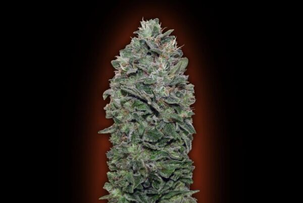 Sweet Soma feminiserede skunkfrø fra 00 Seeds med tropisk aroma