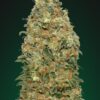 White Widow feminiserede skunkfrø fra 00 Seeds med intens aroma