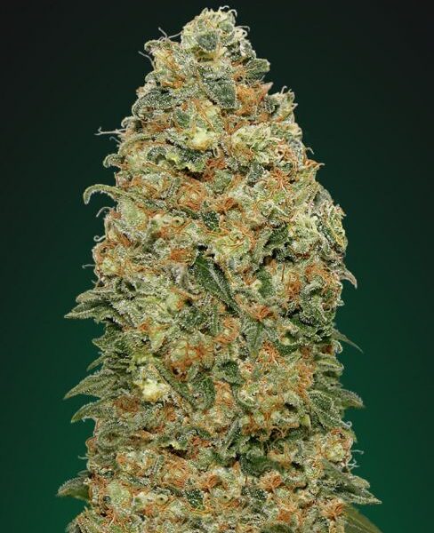 White Widow feminiserede skunkfrø fra 00 Seeds med intens aroma