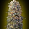 Sweet Critical feminiserede skunkfrø fra 00 Seeds med søde noter
