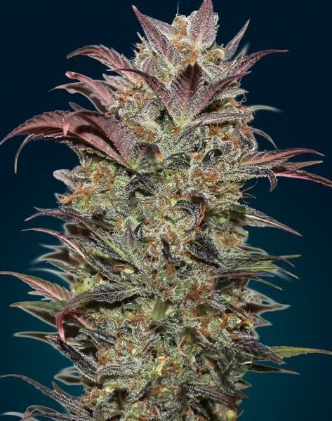 Chocolate Cream autoblomstrende cannabisfrø med kakaoaroma
