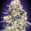 Purple Punch autoblomstrende cannabisfrø fra 00 Seeds med sød bæraroma