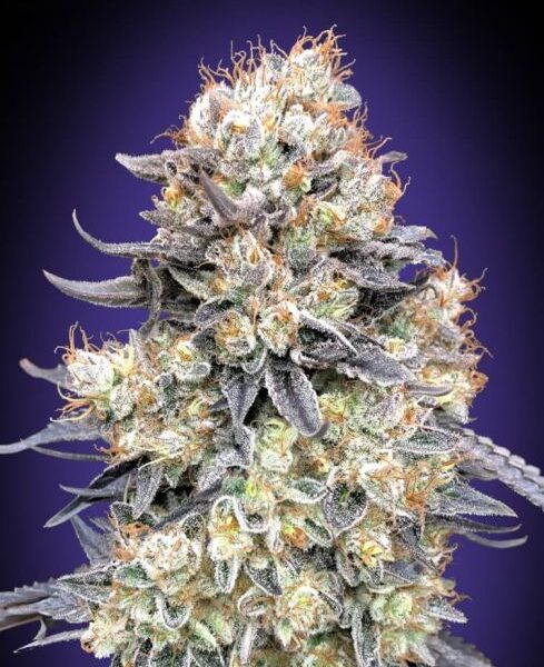 Purple Punch autoblomstrende cannabisfrø fra 00 Seeds med sød bæraroma