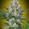 Lemon OG feminiserede skunkfrø fra 00 Seeds
