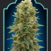 Female Mix feminiserede cannabisfrø fra 00 Seeds