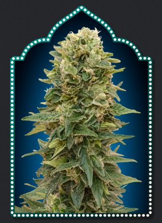 Female Mix feminiserede cannabisfrø fra 00 Seeds