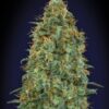 Blueberry | 3 stk. Feminiserede skunkfrø - 00 Seeds