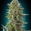 Northern Lights autoblomstrende cannabisfrø fra 00 Seeds