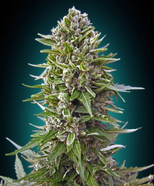 Northern Lights autoblomstrende cannabisfrø fra 00 Seeds