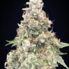 California Kush hurtigblomstrende cannabisfrø fra 00 Seeds
