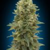 Afghan Mass autoblomstrende cannabisfrø fra 00 Seeds med krydret aroma