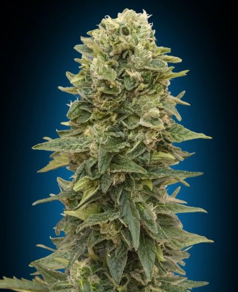 Afghan Mass autoblomstrende cannabisfrø fra 00 Seeds med krydret aroma