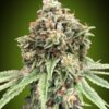 Sweet Critical hurtigblomstrende cannabisfrø fra 00 Seeds