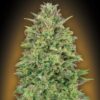 00 Skunk feminiserede skunkfrø fra 00 Seeds