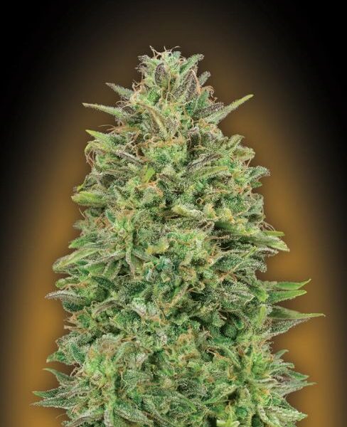 00 Skunk feminiserede skunkfrø fra 00 Seeds
