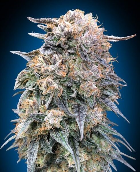 00 Kush hurtigblomstrende cannabisfrø fra 00 Seeds med jordagtig aroma