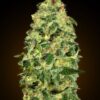 California Kush autoblomstrende cannabisfrø fra 00 Seeds