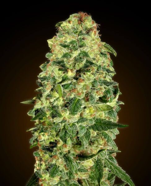 California Kush autoblomstrende cannabisfrø fra 00 Seeds