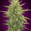 Super Skunk autoblomstrende cannabisfrø fra 00 Seeds