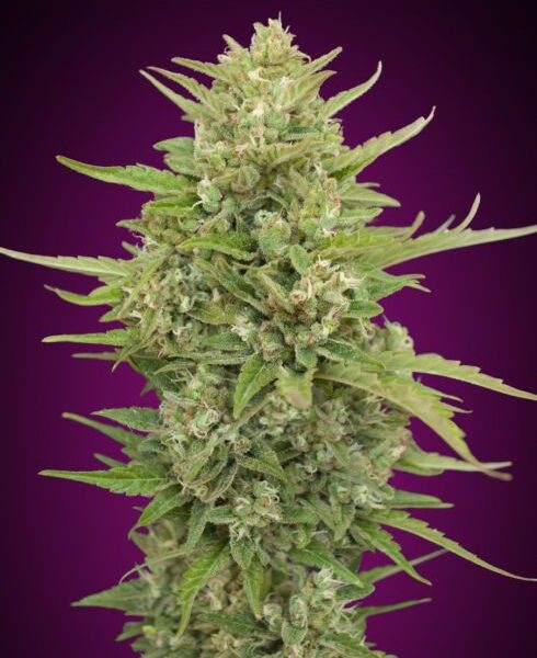 Super Skunk autoblomstrende cannabisfrø fra 00 Seeds