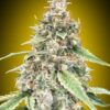 Lemon OG autoblomstrende cannabisfrø fra 00 Seeds