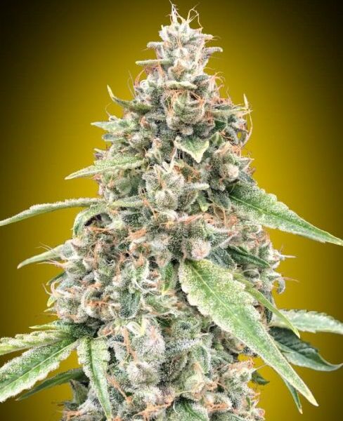 Lemon OG autoblomstrende cannabisfrø fra 00 Seeds
