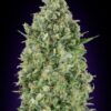 Critical Poison feminiserede skunkfrø fra 00 Seeds med krydret aroma