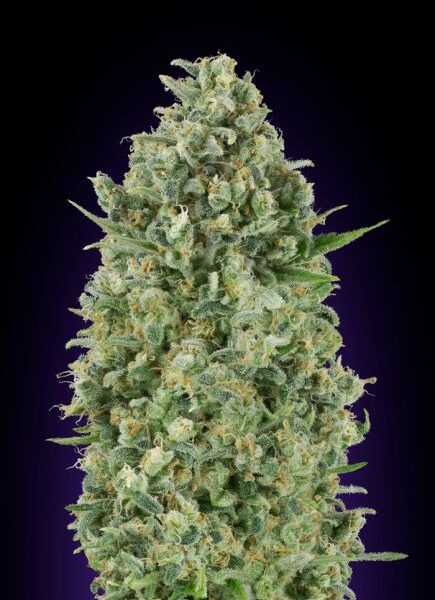 Critical Poison feminiserede skunkfrø fra 00 Seeds med krydret aroma