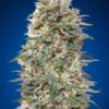California Kush feminiserede skunkfrø fra 00 Seeds med krydret citrusaroma